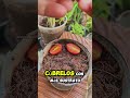 Tomtes cherry 🍅. #plantas #agricultura #jardin