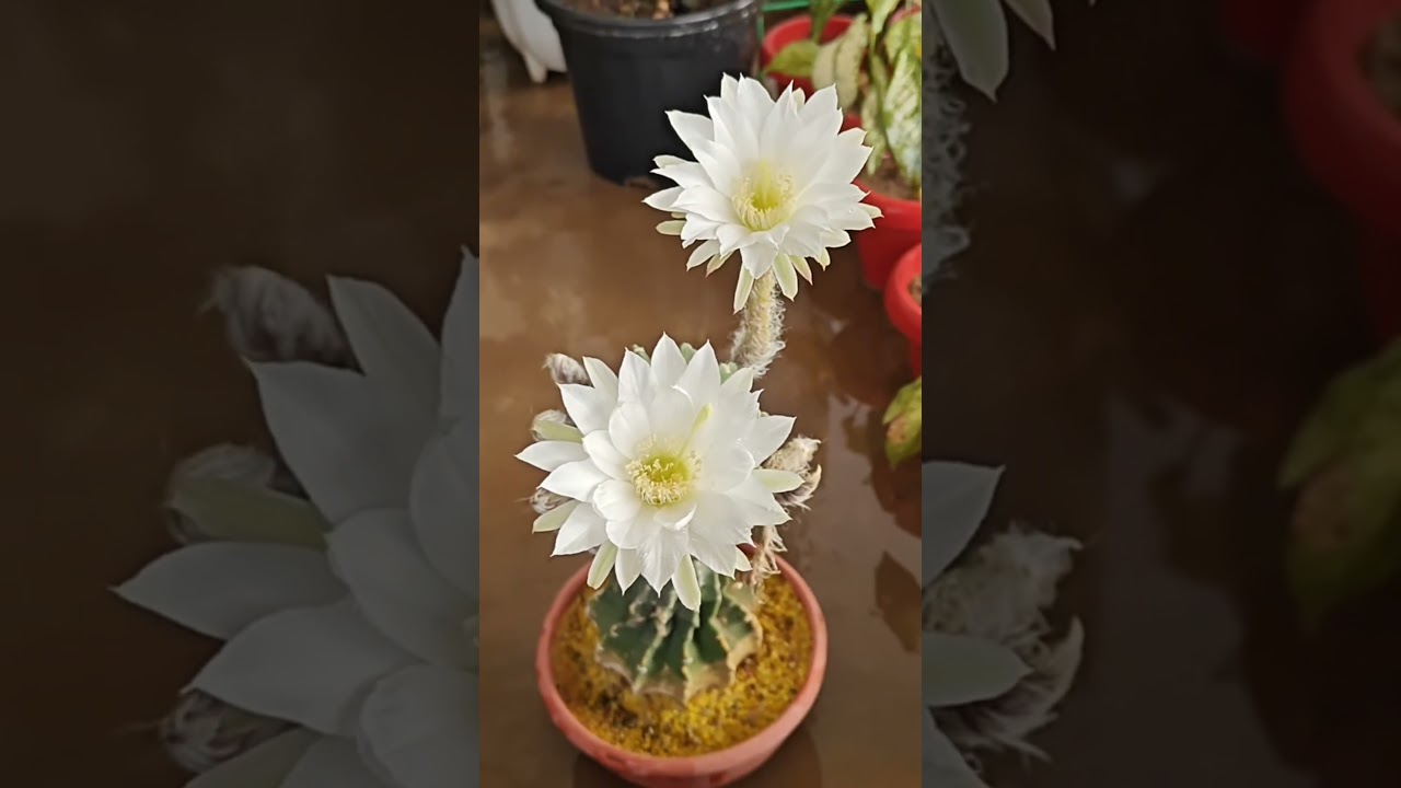 Plants Online,Top Plant Nursery In Jodhpur