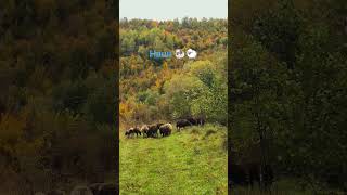 Наші 🐏🐑 shorts #shorts #dorper #ukraine #sheep #закарпаття #черник #село #вівці #гори  #осінь2025