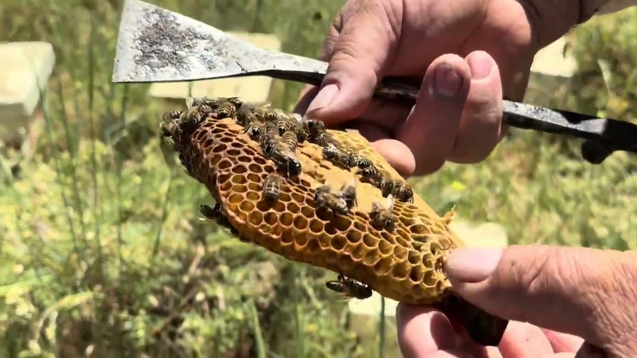 DOĞU KÖYÜNDE ARICILIK / DOĞAL BAL ÜRETİMİ / Beekeeping in an Eastern Turkish Village | Natural 🐝🍯
