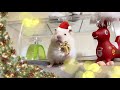 サンタさんから プレゼントで大喜びの ハムスターですが…（笑）