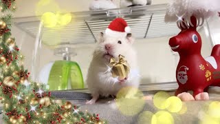 サンタさんから プレゼントで大喜びの ハムスターですが…（笑）