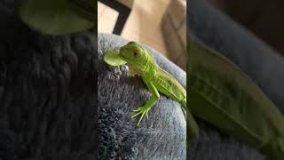 Baby Iguana Eating Leaves