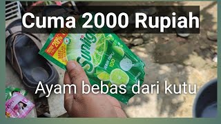 Cara Menghilangkan Kutu Ayam| Dijamin Ampuh