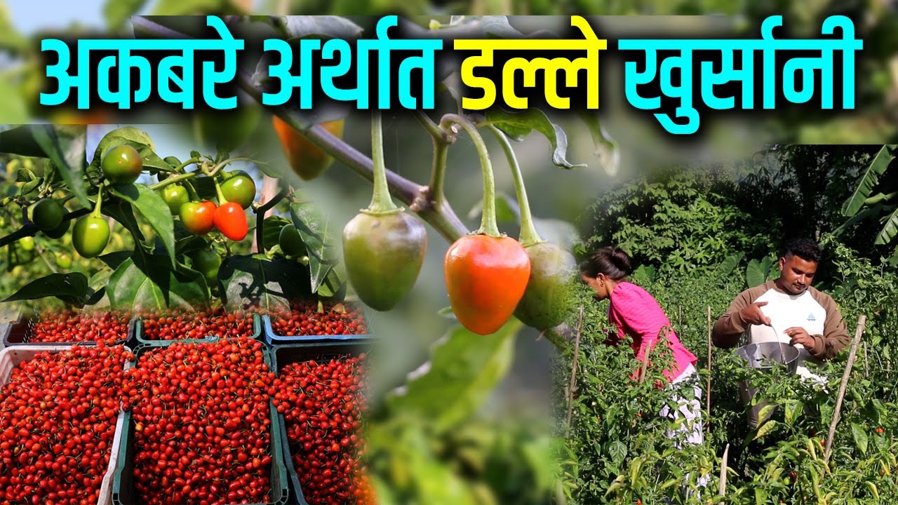 अकबरे अर्थात डल्ले खुर्सानी खेती बाट लाखौ आम्दानि akabare khursani यसरी गर्नुहोस् अकबरे खुर्सानी