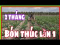 Qui trnh k thut trng m  bn thc ln u  th farm information