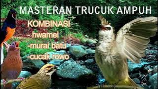 masteran trucukan materi istimewa || Murai Batu || Wambi || Cucak Rowo