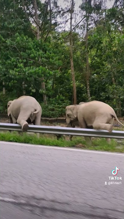 Gajah melintas jalan..anak gajah lompat devider....jalan jeli_gerik