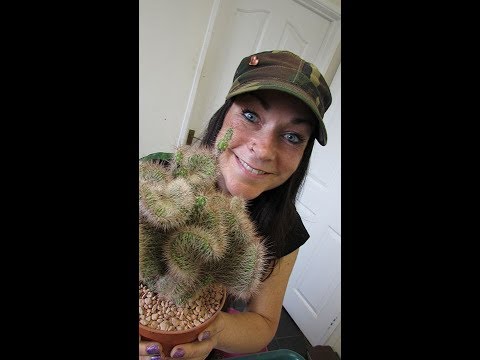 Vidéo: Cristata Brain Cactus Care - Découvrez comment faire pousser un cactus cérébral