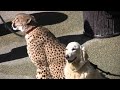 Sarah der Gepard verlässt schweren Herzens den Zoo in Ohio!