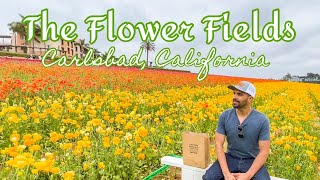 The Flower Fields - Carlsbad, California