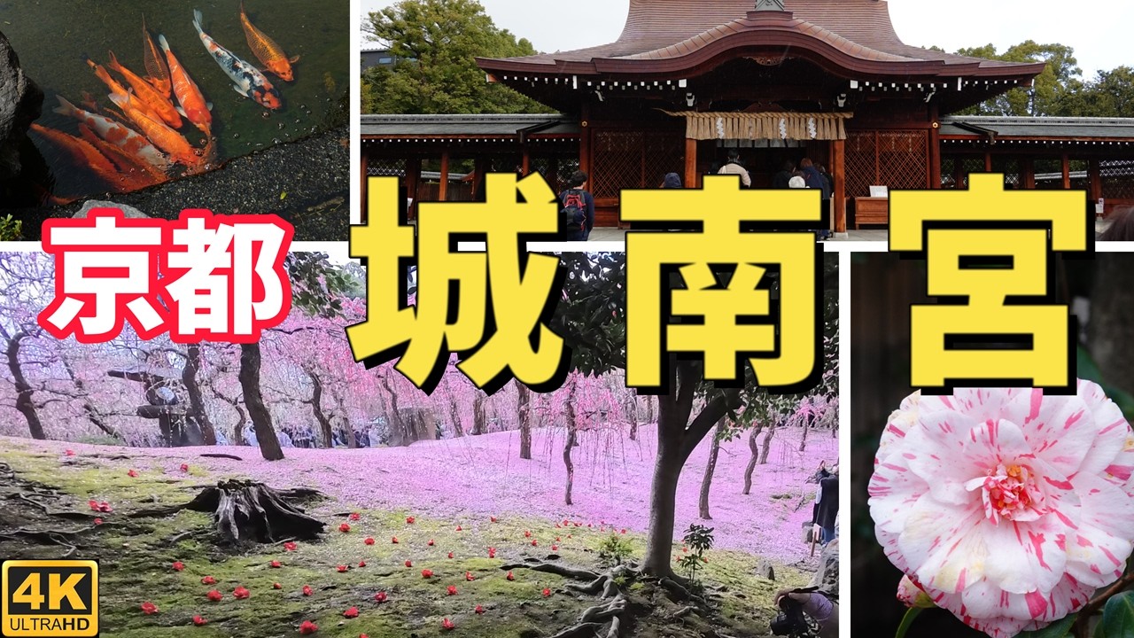 京都の城南宮へしだれ梅を見に行ってきました。