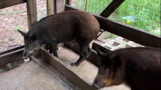 Hog Harvest day on the homestead