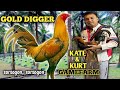 Kate  kurt gamefarm  gold digger  big farm  quality gamefowl in the philippines