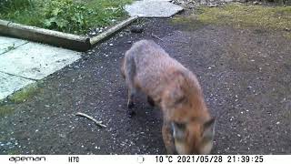 DSCF0067 Fox in Daylight