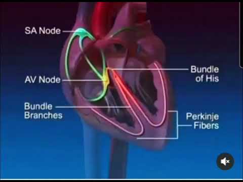 Impuls Elements of the cardiac system - გულის იმპულსის გატარების გზა.