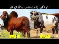 10 Most Expensive And Biggest Bulls in Pakistan | TOP X TV