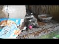 Baby Raccoon&#39;s New Toy!