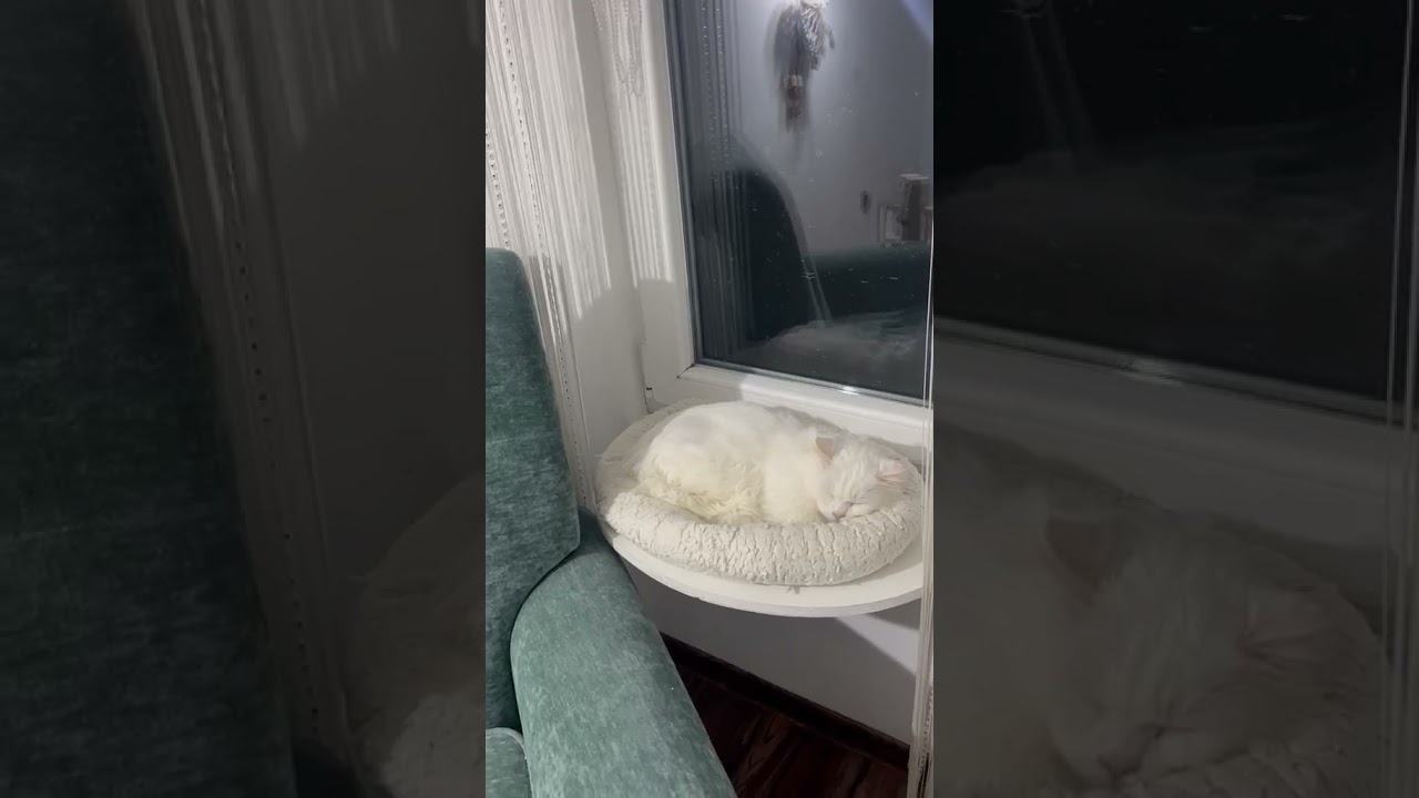 Эден Голубоглазый Блондин 