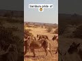 Samburu Pride Of Lions Samburu Kenya Shorts India Uk Usa China Lion Safari Simba Weekend