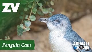 Preview of stream Penguin Cam in Melbourne Zoo, Australia