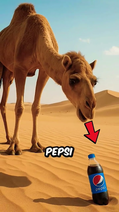 Who The Hell is Frigo Camello Buffo Fardelo?🐫