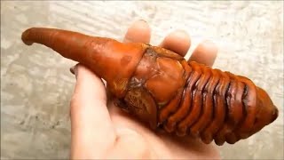 Hercules Beetle From Larva To Adult