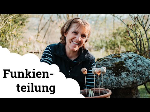 Video: Können Sie Funkien zurückschneiden - Erfahren Sie, wie und wann Sie eine Funkie zurückschneiden