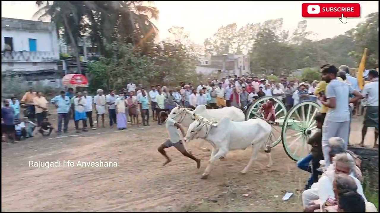 3rd prize లెక్కల సత్తిబాబు ఎడ్లు ఆనందపురం గ్రామంలో #race #viral #bull #farming #animals 