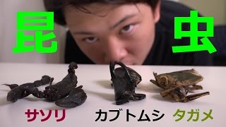 【閲覧注意】サソリ・カブトムシ・タガメを虫嫌いが食べてみた!!