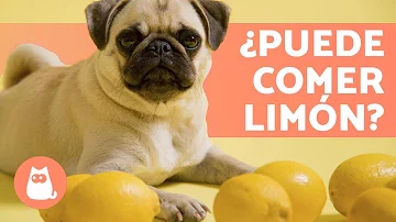 ¿Pueden los perros comer limones?