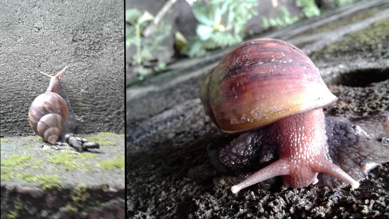 Worlds Largest Snail Takes the Biggest snail shit in the world! YouTube