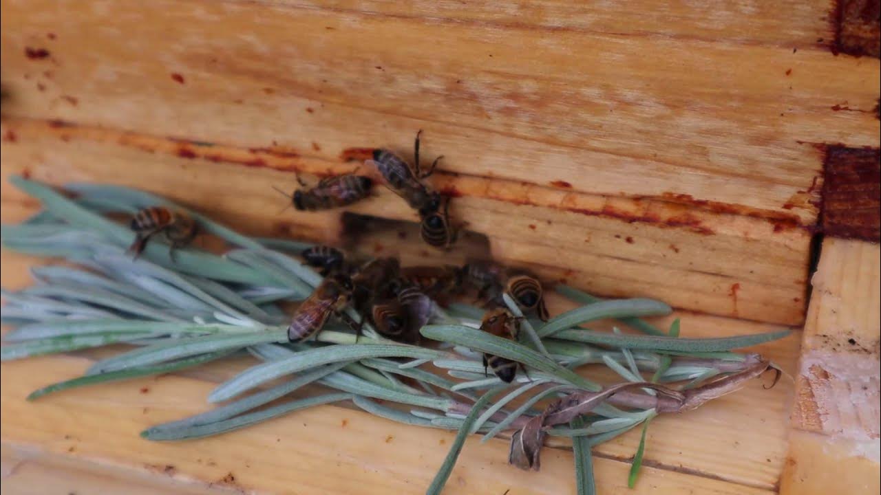 Lavender sprigs placed in front of beehive entrance to reduce varroa mites population YouTube