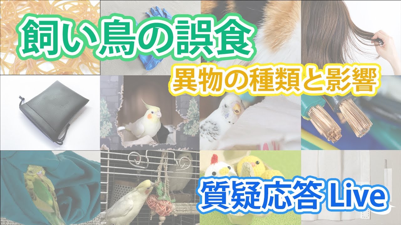 飼い鳥の誤食　異物の種類と影響【質疑応答ライブ】