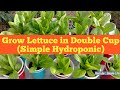 Grow Lettuce In Double Cup (Simple Hydroponic)