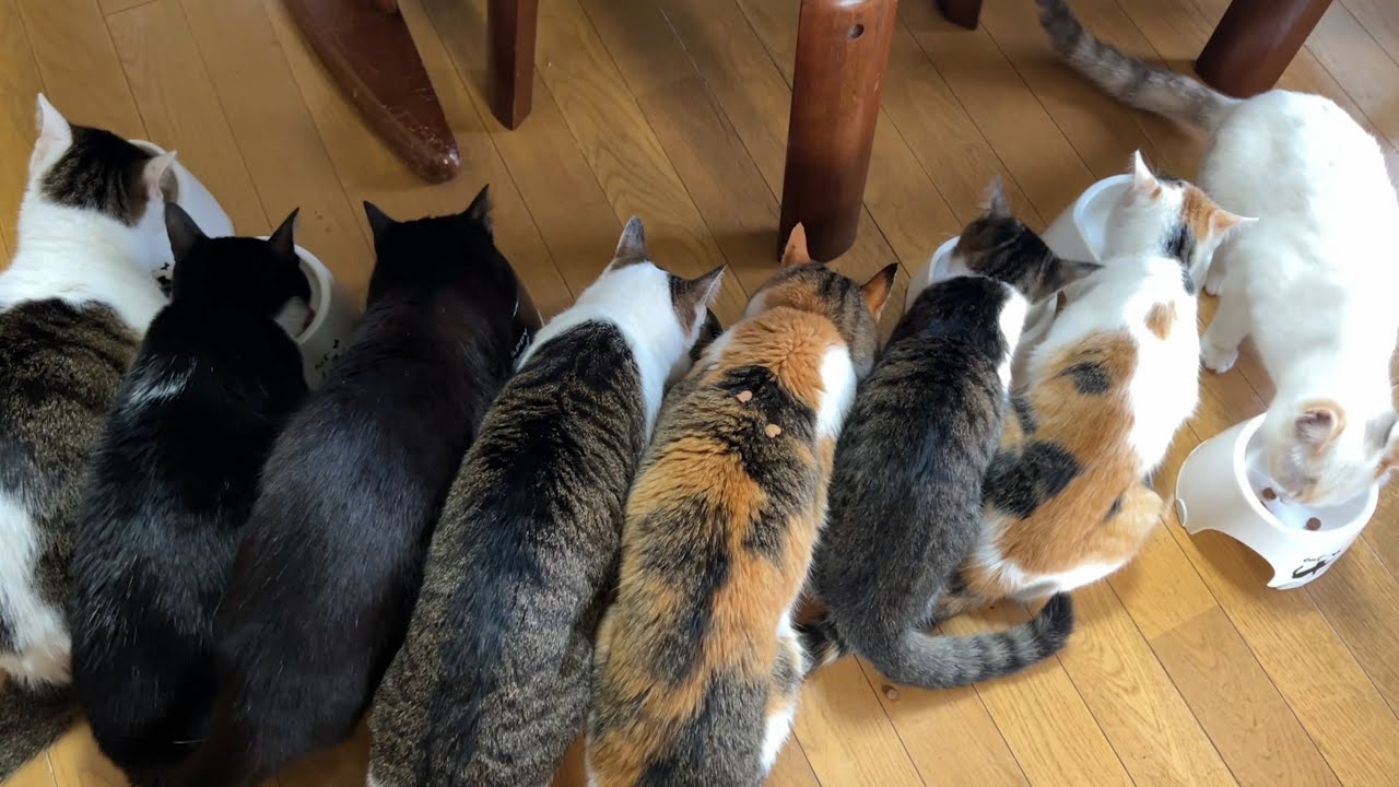Everyone's eating together! Is there a crunchy crust on Miiko's
