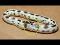 Почему змеи едят сами себя?