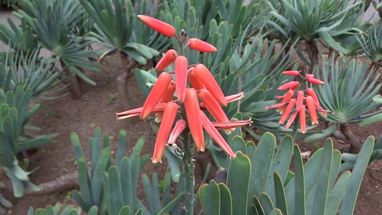 Aloe abanico en flor: Aloe plicatilis (www.riomoros.com)