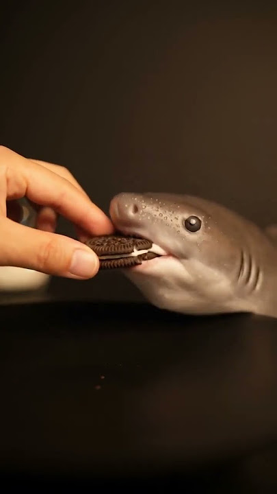 Baby shark eats Oreo cookie