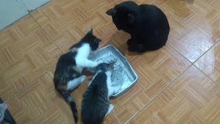 Kittens Who Really Don't Want to Share Their Food by Top Kitten TV 447 views 2 years ago 3 minutes, 36 seconds