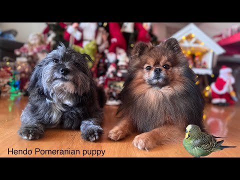 2 dogs and a tiny fat bird takes over the living room and Christmas ornaments