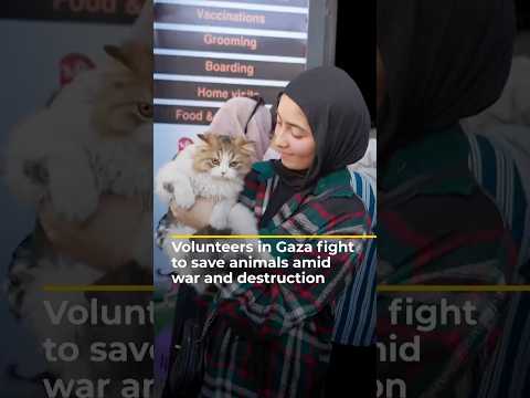 Volunteers in Gaza care for animals amid war and destruction | AJ #shorts