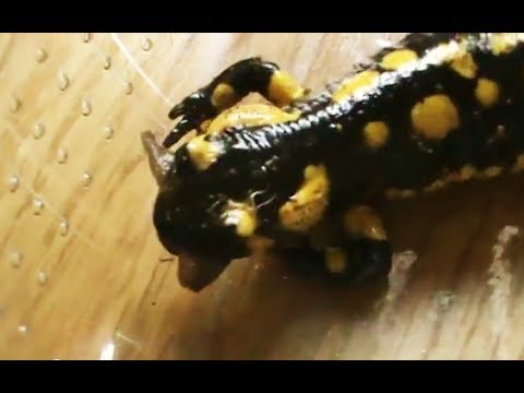 salamander bay Fire Salamander eats Slug ~ Vuursalamander eet Naaktslak