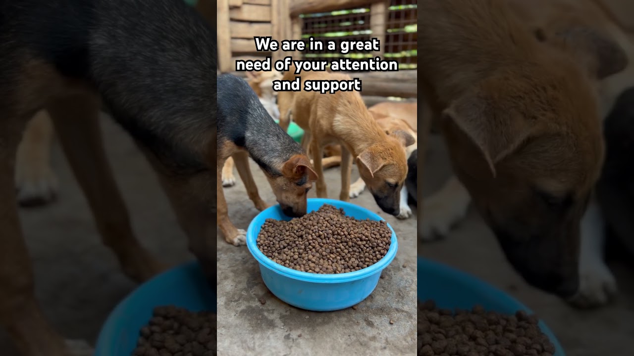 Donate for more food 