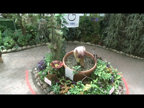 Tucson Botanical Gardens Corpse Flower