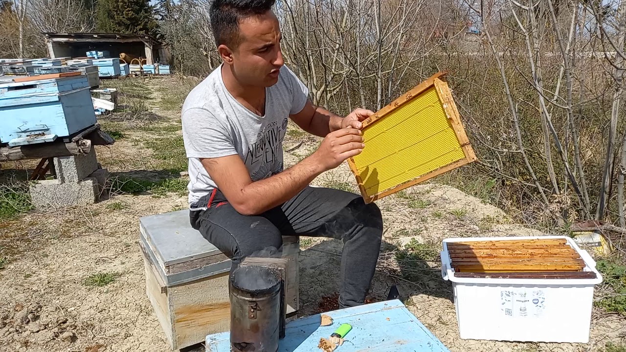 Arı kovanına  ham petek nasıl verilir