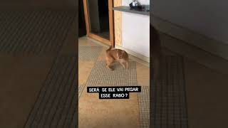 CORRENDO ATRÁS DO RABO #pet #animais #gargalhadas