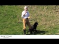 Gundog training - Seen retrieve Gundog training - Seen retrieve