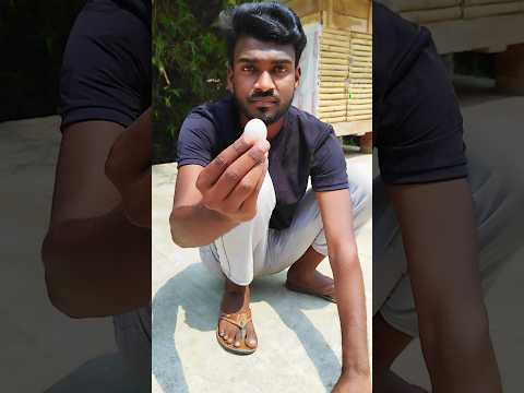 সাদা কবুতরটা আমার কথা শুনে আমি যা বলি তাই করে 🤣🕊❤‍🔥 #shorts #magic #youtubeshorts #pigeon #cute