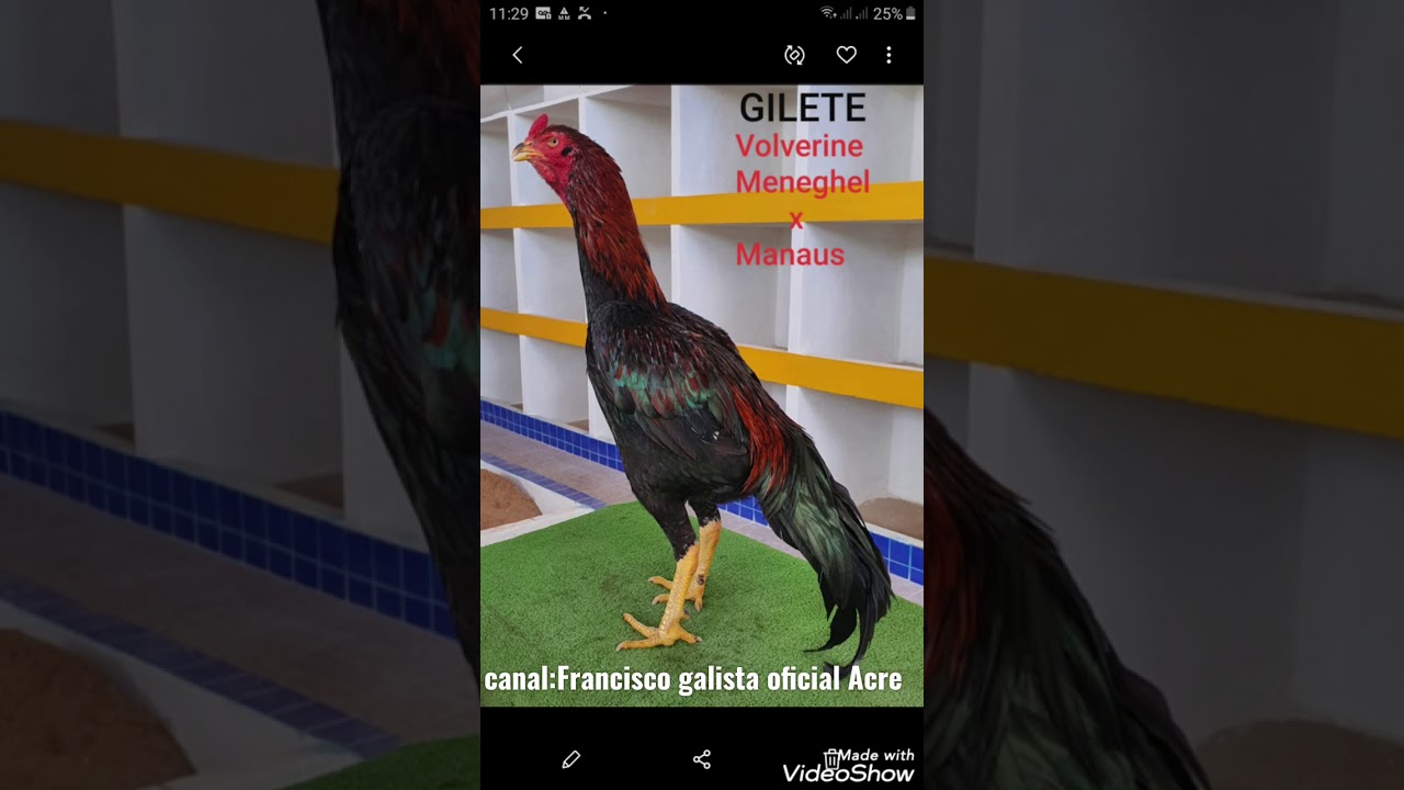 Galo gilete do nelsao ea outra foto o pai Wolverine meneguel